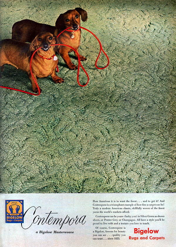 Dachshund Bigelow Rugs Carpets Ready for A Walk Original 1951 Magazine